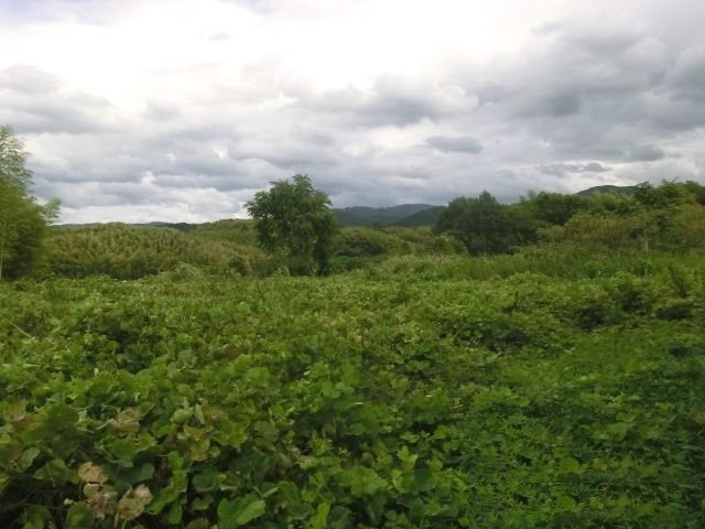 奈良県天理市櫟本町土地13