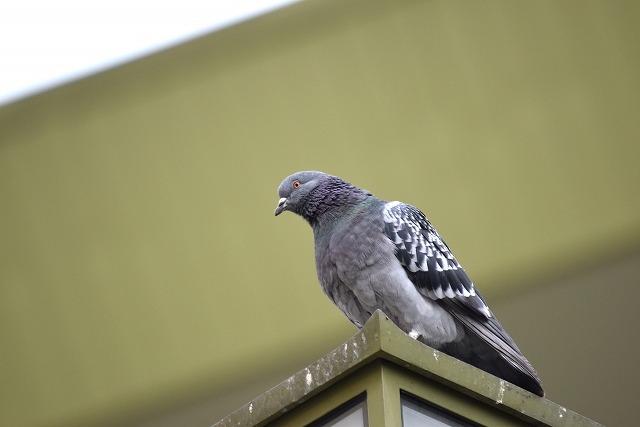 賃貸倉庫に発生する鳥害とは？その原因と対策を解説